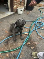 Max, a male Cane Corso for sale in Baltimore, MD – 2 of 3