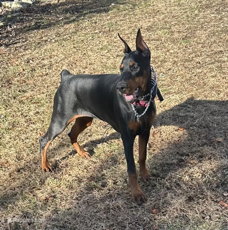 Rylie – Doberman Pinscher puppy for sale in Salem, NJ