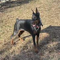 Rylie, a female Doberman Pinscher for sale in Salem, NJ – 1 of 3