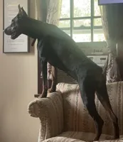 Rylie, a female Doberman Pinscher for sale in Salem, NJ – 3 of 3