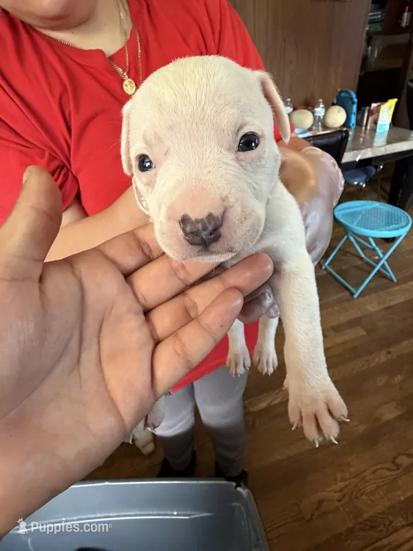 No name – American Pit Bull Terrier puppy for sale in Iselin, NJ