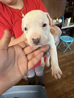 No name, a male American Pit Bull Terrier for sale in Iselin, NJ – 1 of 1