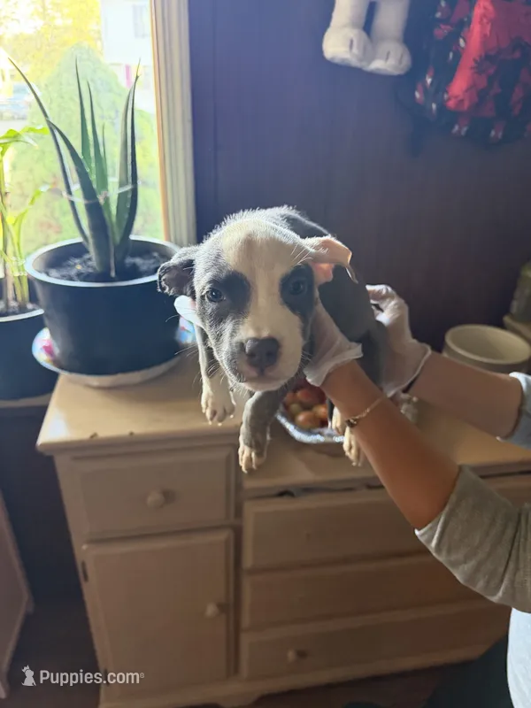 No name  – American Pit Bull Terrier puppy for sale in Iselin, NJ