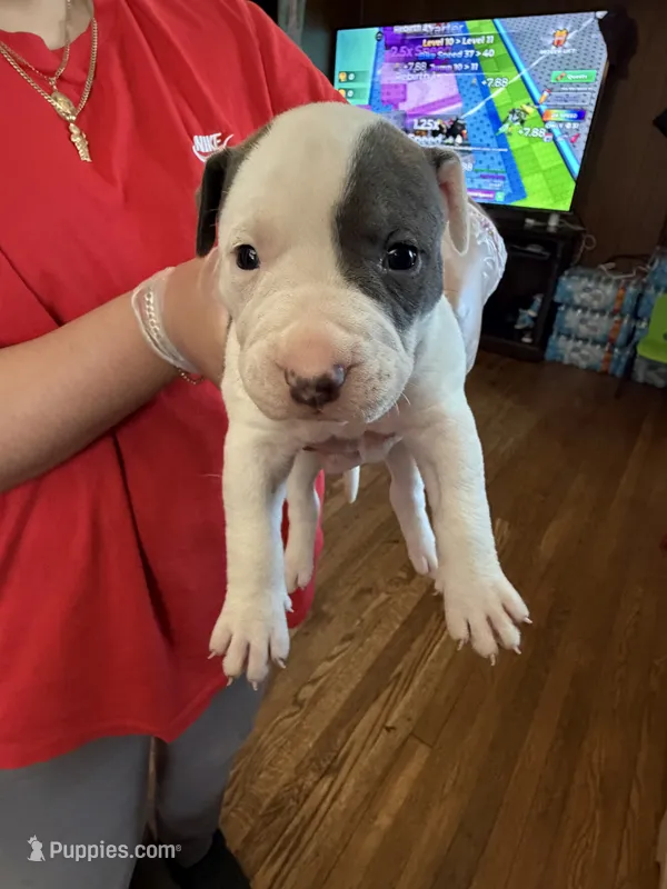 No name  – American Pit Bull Terrier puppy for sale in Iselin, NJ