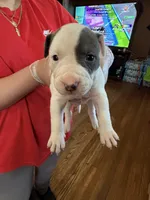 No name , a male American Pit Bull Terrier for sale in Iselin, NJ – 1 of 1