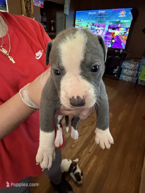 No name  – American Pit Bull Terrier puppy for sale in Iselin, NJ