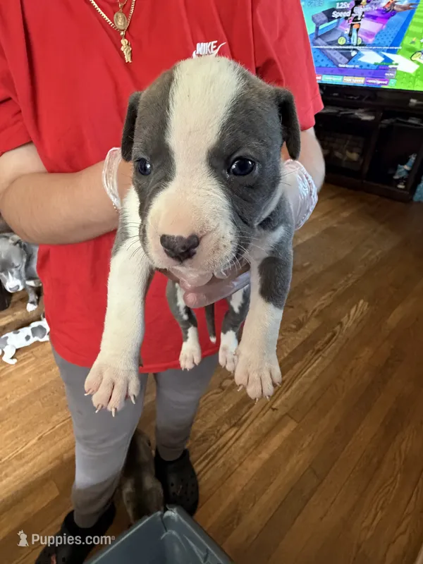 No name – American Pit Bull Terrier puppy for sale in Iselin, NJ
