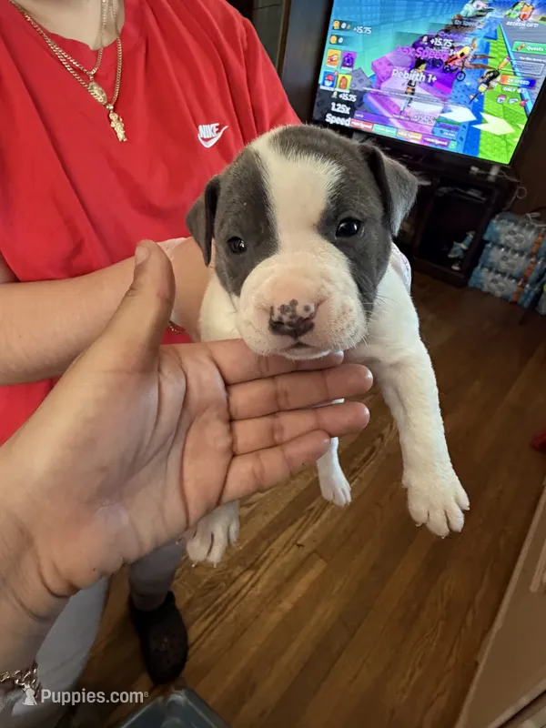 No name  – American Pit Bull Terrier puppy for sale in Iselin, NJ