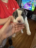 No name , a male American Pit Bull Terrier for sale in Iselin, NJ – 1 of 1