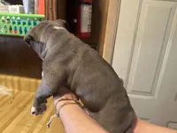 No name yet , a male American Pit Bull Terrier for sale in Iselin, NJ – Photo 3 of 4