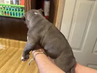 No name yet , a male American Pit Bull Terrier for sale in Iselin, NJ – Photo 4 of 4