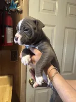 No name yet , a male American Pit Bull Terrier for sale in Iselin, NJ – Photo 1 of 4