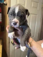 No name yet , a male American Pit Bull Terrier for sale in Iselin, NJ – Photo 2 of 4