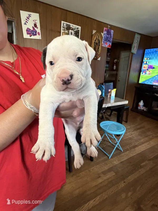 No name  – American Pit Bull Terrier puppy for sale in Iselin, NJ