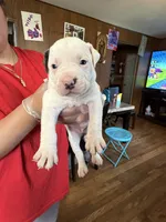 No name , a male American Pit Bull Terrier for sale in Iselin, NJ – 1 of 1