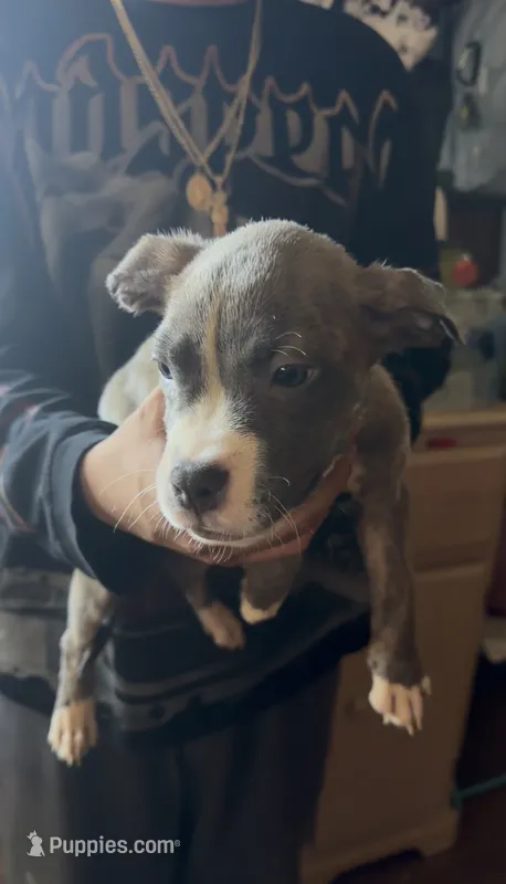 No name  – American Pit Bull Terrier puppy for sale in Iselin, NJ