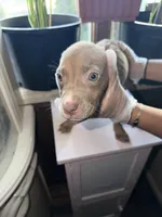 No name , a female American Pit Bull Terrier for sale in Iselin, NJ – 2 of 3
