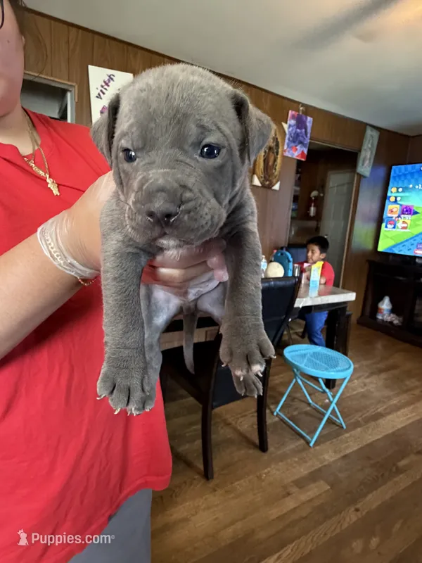 No name – American Pit Bull Terrier puppy for sale in Iselin, NJ