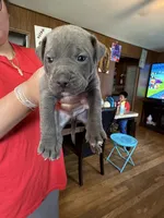 No name, a male American Pit Bull Terrier for sale in Iselin, NJ – 1 of 1