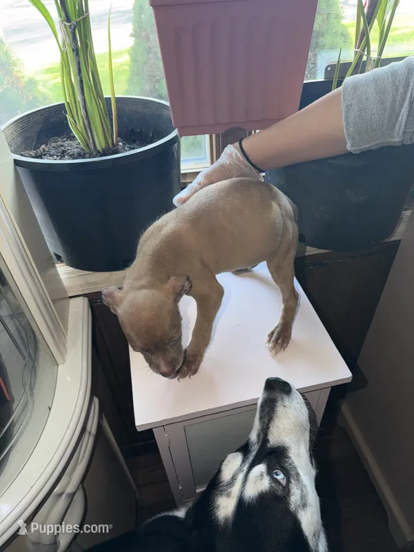 No name  – American Pit Bull Terrier puppy for sale in Iselin, NJ