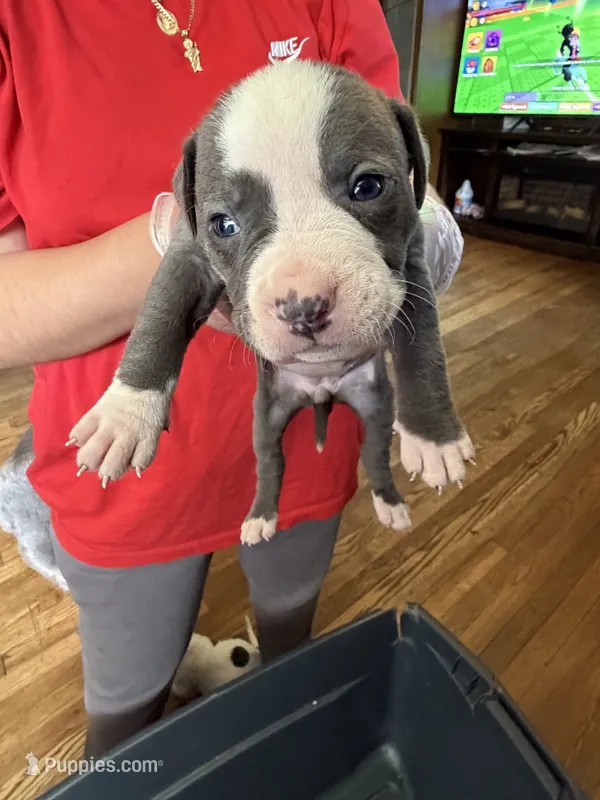 No  – American Pit Bull Terrier puppy for sale in Iselin, NJ