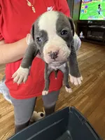 No , a female American Pit Bull Terrier for sale in Iselin, NJ – 1 of 1