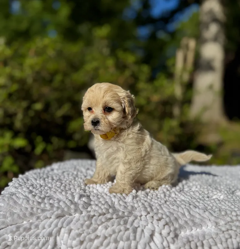 London-Korean Maltipoo – Maltipoo puppy for sale in Greensboro, NC