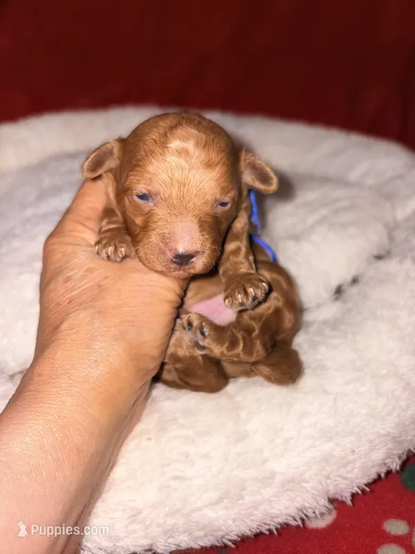 Archie-Korean toy Red Maltipoo – Maltipoo, Poodle - Toy  puppy for sale in Greensboro, NC