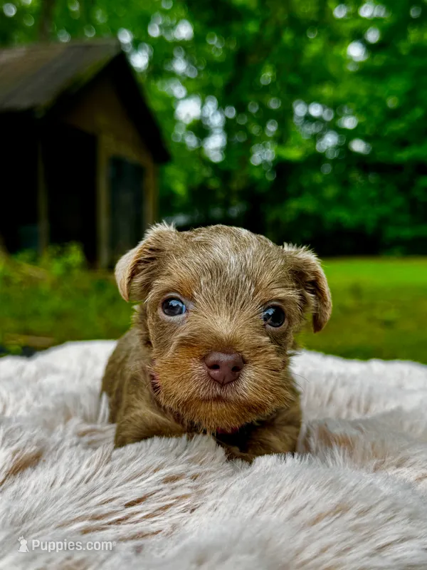 AKC Yorkie, Heidi – Yorkshire Terrier puppy for sale in Greensboro, NC