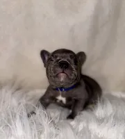 COBY, a male French Bulldog for sale in Greensboro, NC – 3 of 10