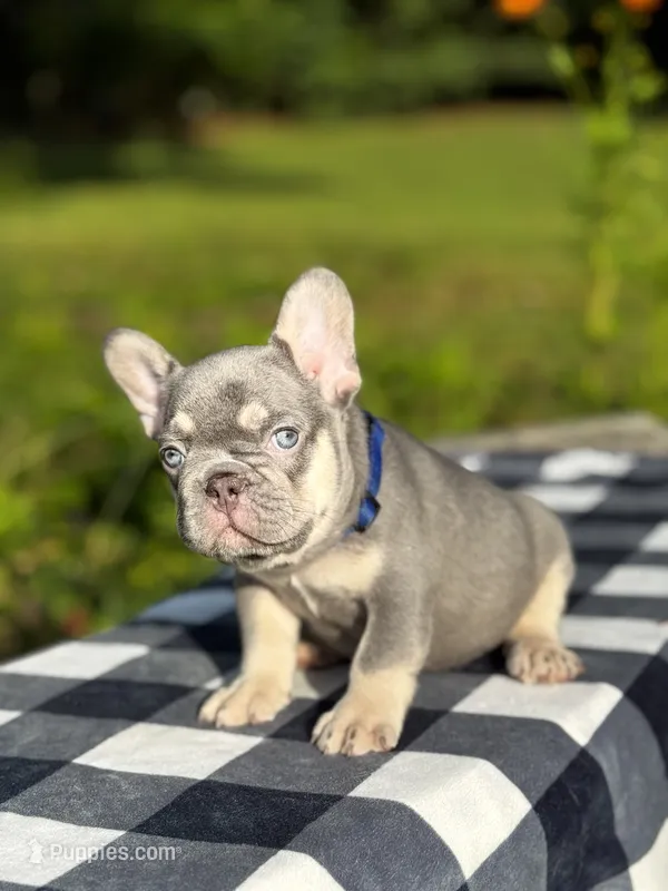Duke – French Bulldog puppy for sale in Greensboro, NC