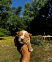 AKC Yorkie--Hero, a male Yorkshire Terrier for sale in Greensboro, NC – 4 of 8