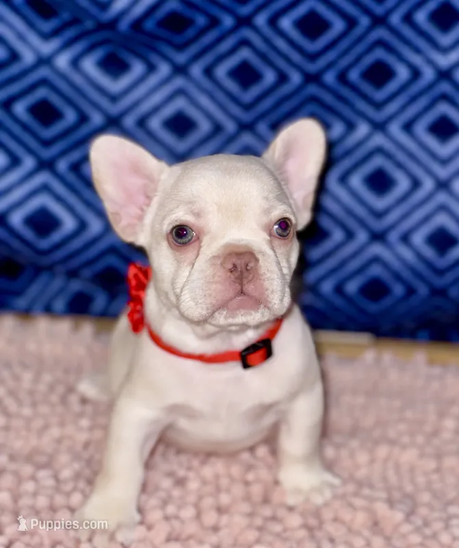 Cherry – French Bulldog puppy for sale in Greensboro, NC