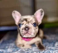 Mochi, a female French Bulldog for sale in Greensboro, NC – 7 of 10