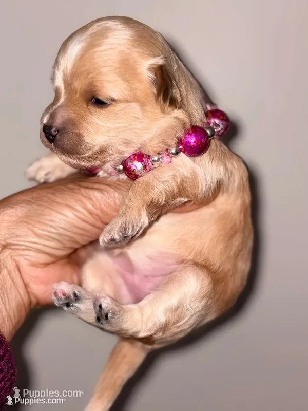 Korean Red toy Maltipoo-Apple – Maltipoo, Poodle - Toy  puppy for sale in Greensboro, NC