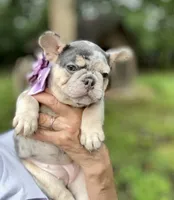 Molly, a female French Bulldog for sale in Greensboro, NC – 4 of 8