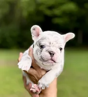 GOLF, a male French Bulldog for sale in Greensboro, NC – 1 of 8