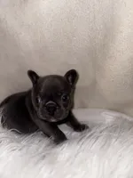 COBY, a male French Bulldog for sale in Greensboro, NC – 5 of 10