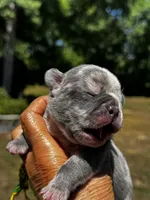 Moe, a male French Bulldog for sale in Greensboro, NC – 9 of 10