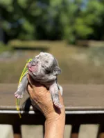 Moe, a male French Bulldog for sale in Greensboro, NC – 5 of 10