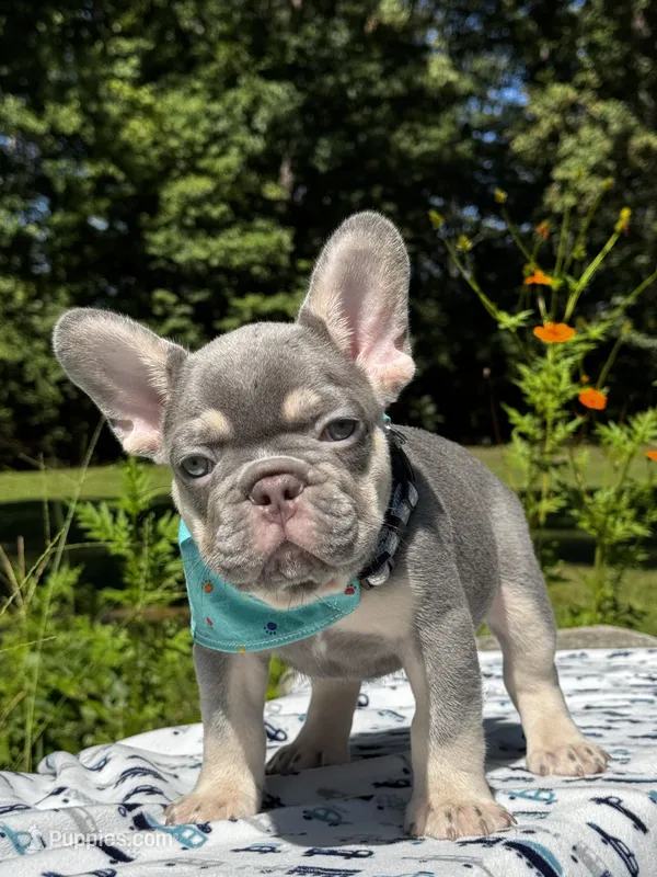 Duke – French Bulldog puppy for sale in Greensboro, NC