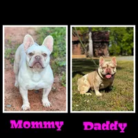 Duke, a male French Bulldog for sale in Greensboro, NC – 4 of 4