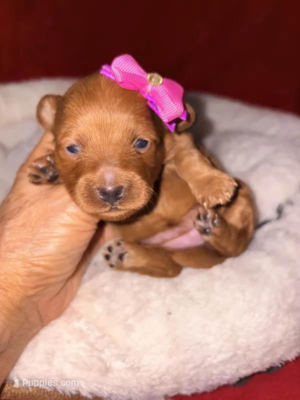Korean toy Maltipoo - Autumn – Maltipoo, Poodle - Toy  puppy for sale in Greensboro, NC