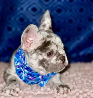 Golf, a male French Bulldog for sale in Greensboro, NC – 2 of 8