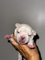 GODO, a male French Bulldog for sale in Greensboro, NC – 7 of 8
