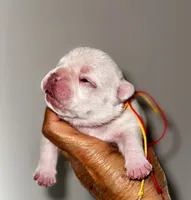 Chilly, a male French Bulldog for sale in Greensboro, NC – 6 of 8