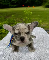Moe, a male French Bulldog for sale in Greensboro, NC – 3 of 10