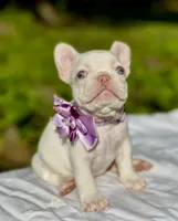 Crystal, a female French Bulldog for sale in Greensboro, NC – 2 of 8