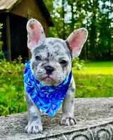 Golf, a male French Bulldog for sale in Greensboro, NC – 1 of 8