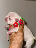 Cherry, a female French Bulldog for sale in Greensboro, NC – 4 of 8